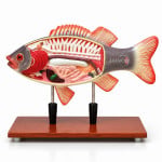 Fish Skeleton